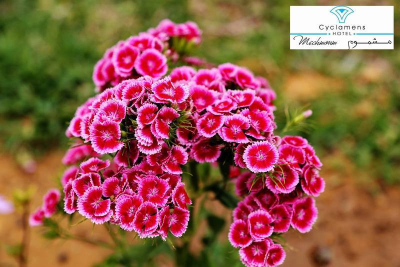 Cyclamens Mechmoum Hotel And Spa Al-Hammamat Zewnętrze zdjęcie